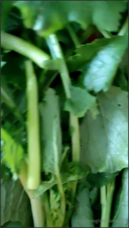 moanavoglia montagne infinite di broccoli cavolfiori cime di rapa e q 3080738429 ( 27.5 MB )